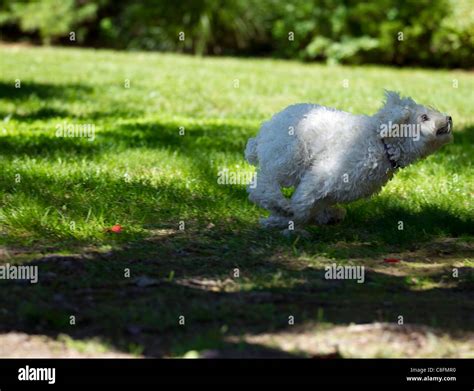 A Small White Dog Running Stock Photo Alamy