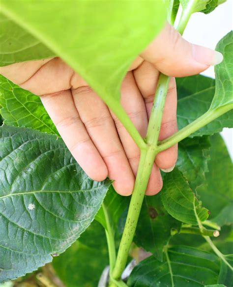 propagate hydrangeas  cuttings   easy steps