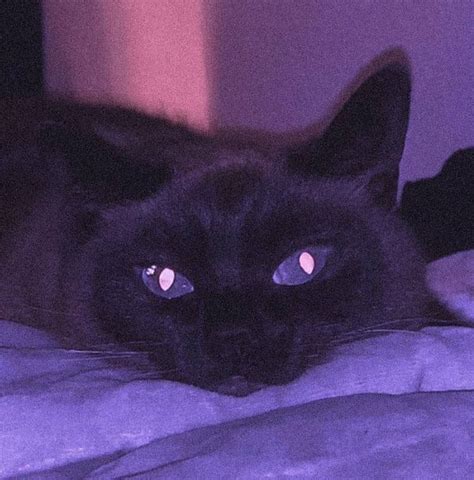 Black Cat With Purple Aesthetic