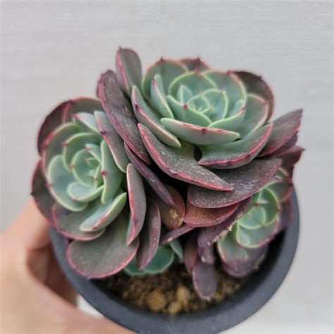 Echeveria Museli Cluster 67 DK Succulents Korea Rare Korean Succulents