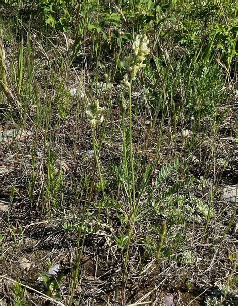 Field Locoweed From Kananaskis AB T0L Canada On June 26 2022 At 04