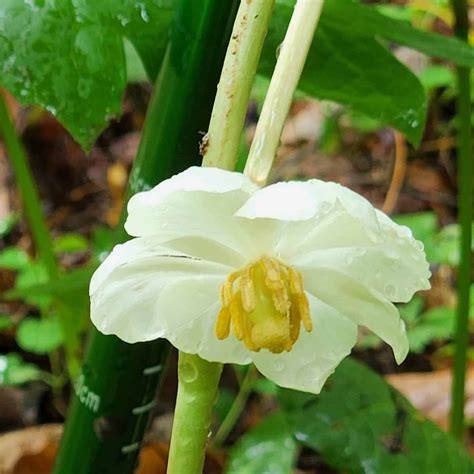 May Apple Podophyllum Peltatum Bloom Western Carolina Botanical Club