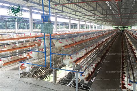 Hightop Poultry Equipment Supplier Chicken Farming Equipment Manufacturer