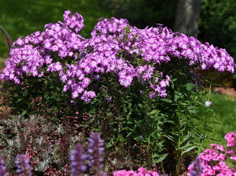 Floks wiechowaty Płomyk Flame Pink Eye różowy z oczkiem Zielonym do Góry