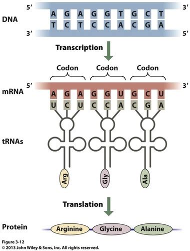 Dna Rna And Genes Flashcards Quizlet