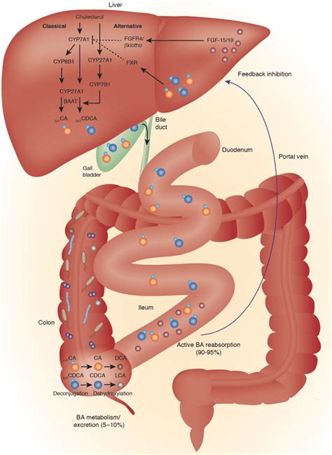 How Bile Acids Help Regulate The Gut Part 1 El Paso Tx Sciatica