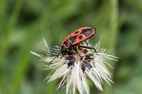 Error De Fuego Macro Hawkweed Foto Gratis En Pixabay