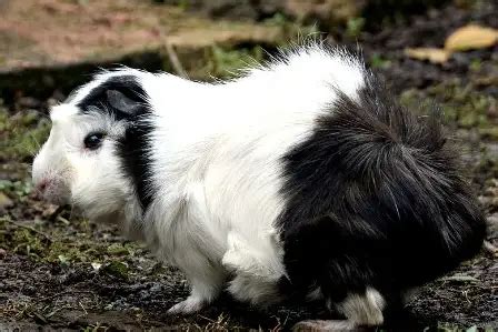 Top 15 Smallest Rodents Worldwide (Can Keep As Pets) 2023