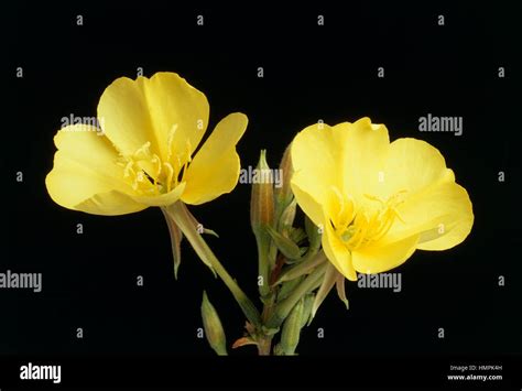 Common Evening Primrose Or Evening Star Oenothera Biennis Onagraceae