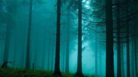 forest, Trees, Mist Wallpapers HD / Desktop and Mobile Backgrounds