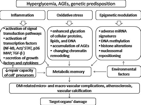 Molecular Mechanisms Underlying Metabolic Memory Phenomenon