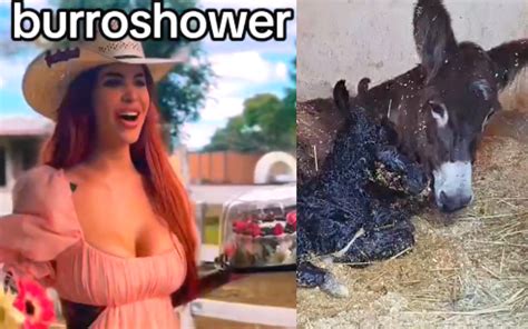 Nace burro en Cuacolandia Elena Larrea le organizó burro shower