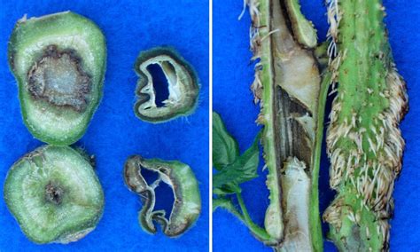 Pith Necrosis On Tomatoes Vegetable Pathology Long Island