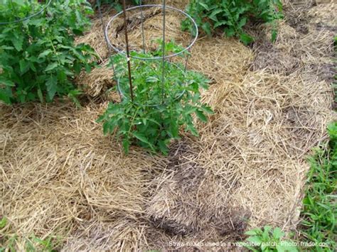soil   benefits   straw  benefits  mulching