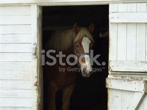 Draft Horse Stock Photo | Royalty-Free | FreeImages