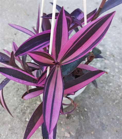 Tradescantia Pallida Variegata Pink Stripe Setcreasea Purpurea