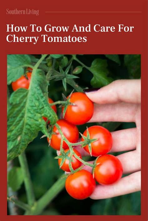 How To Grow The Best Cherry Tomatoes