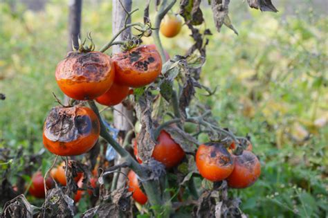 Skuteczne Opryski Na Zaraz Pomidor W Naturalne I Chemiczne