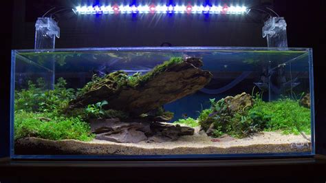 Beginners Guide To Setting Up Of A 10 Gallon Aquarium Fishxperts