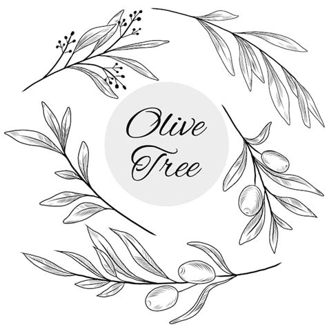 Premium Vector Vector Line Art Illustration Of Olive Tree Branches