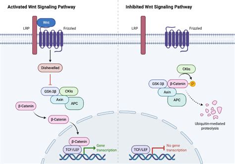 Wnt Signaling Pathway Activation and Inhibition | BioRender Science Templates