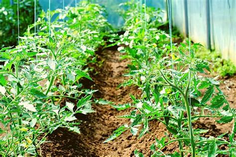 How Far Apart To Plant Tomatoes A Clear Guide Gardening Dream