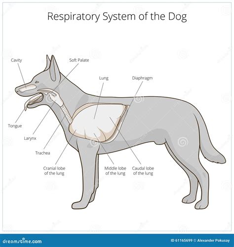 Respiratory System Of The Dog Vector Illustration Stock Vector