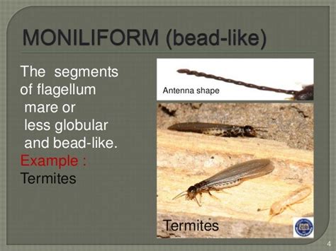 Types of antenna of insects