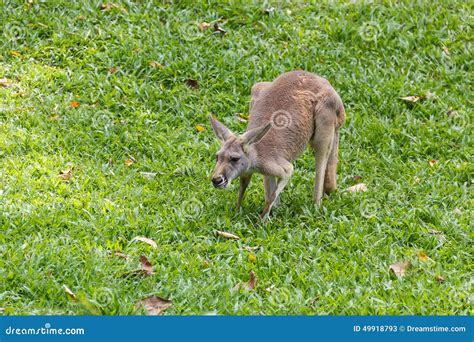 Red Kangaroo Stock Image Image Of Nimal Green Desert 49918793