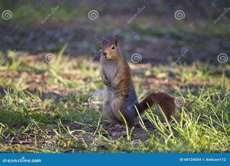 Red Squirrel Standing On Grass Stock Photo Image Of Gray Camera