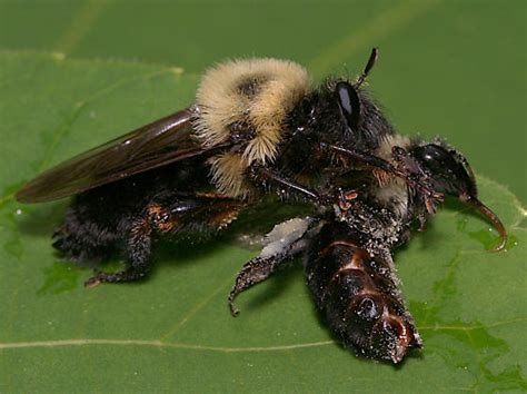 Bee Like Robber Fly Laphria Thoracica Bugguidenet