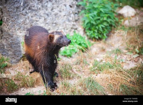 Wolverine animal with prey hi-res stock photography and images - Alamy