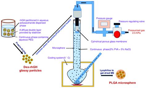 Schematic diagram of formulating dextran-recombinant human growth ...