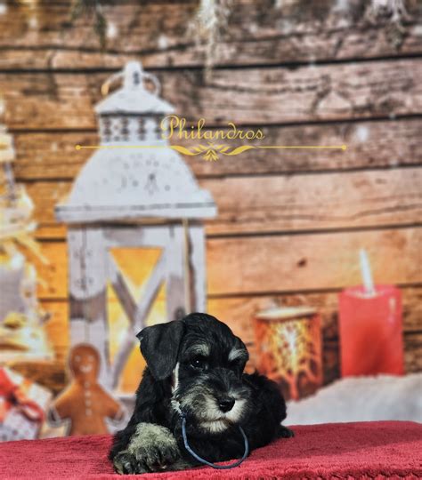 Schnauzer Pitic Cu Pedigree De Excep Ie Ilfov Baneasa Olx Ro