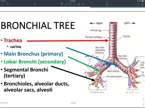 Anatomy Lower Respiratory Tract Flashcards Quizlet