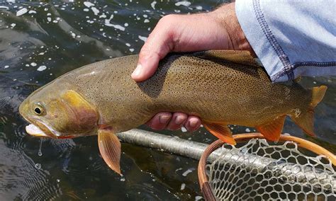 Cutthroat Trout State & World Records | What is a Trophy Size?