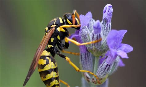 Familie Vespidae Knoll Kammerj Ger Hard