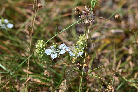 Acker Schwarzkümmel Acker Schwarzkümmel Nigella arvensis Flickr