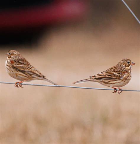 Rare Bird Alert North Carolina Vesper Sparrows At Mid Pines Rd In