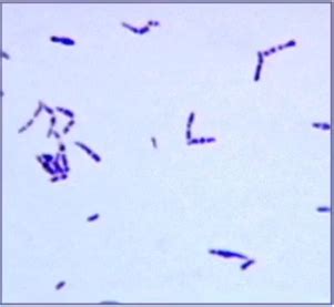 Ex 2 STRUCTURES AND COMPOSITION OF MICROORGANISMS Flashcards Quizlet