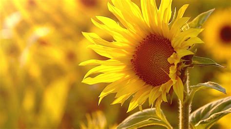 Sunflower Laptop Wallpapers - Top Free Sunflower Laptop Backgrounds - WallpaperAccess