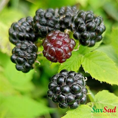 Малина чёрная Кумберленд