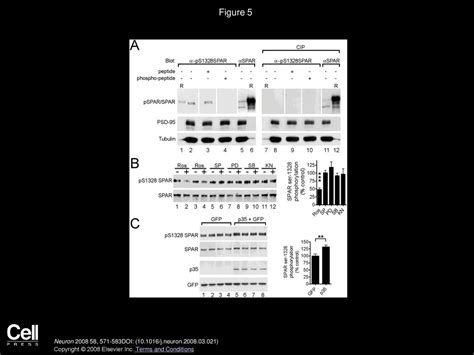 Volume 58, Issue 4, Pages (May 2008) - ppt download
