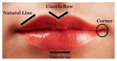 Cupid S Bow Lips Meaning Lipstutorial Org