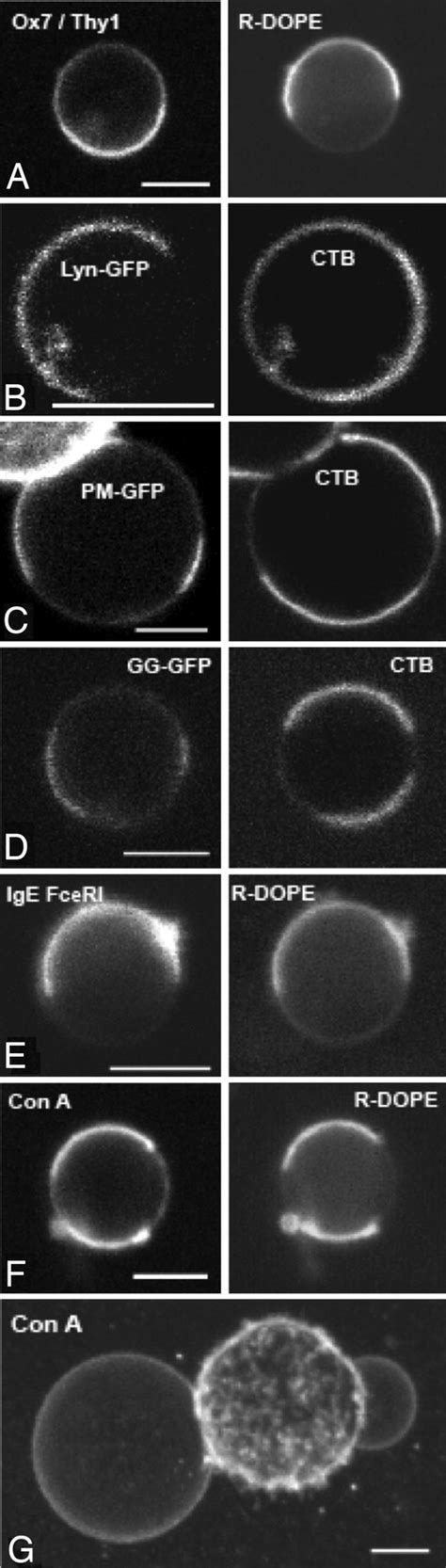 Large Scale Fluidfluid Phase Separation Of Proteins And Lipids In