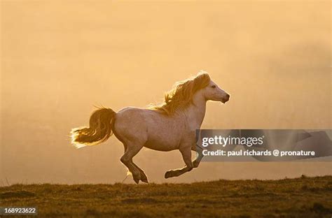 Dawn Horse Photos and Premium High Res Pictures - Getty Images