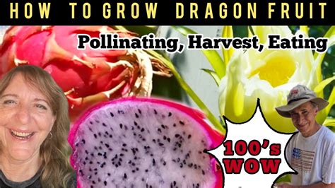 How To Grow Dragon Fruit Pollinating Cutting Open A Dragon Fruit Eat Epic Gardening Care