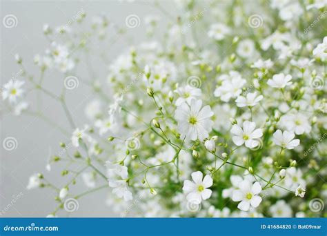 Flores De La Respiración Del Bebé Foto De Archivo Imagen De Ramo