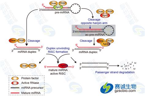 Ago2在mirna研究中的应用 技术文章 资讯 广州赛诚生物科技有限公司 服务于您的核心利益！