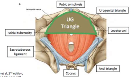 Perineum Urogenital Triangle Perineal Fasciae And Perineal Pouches